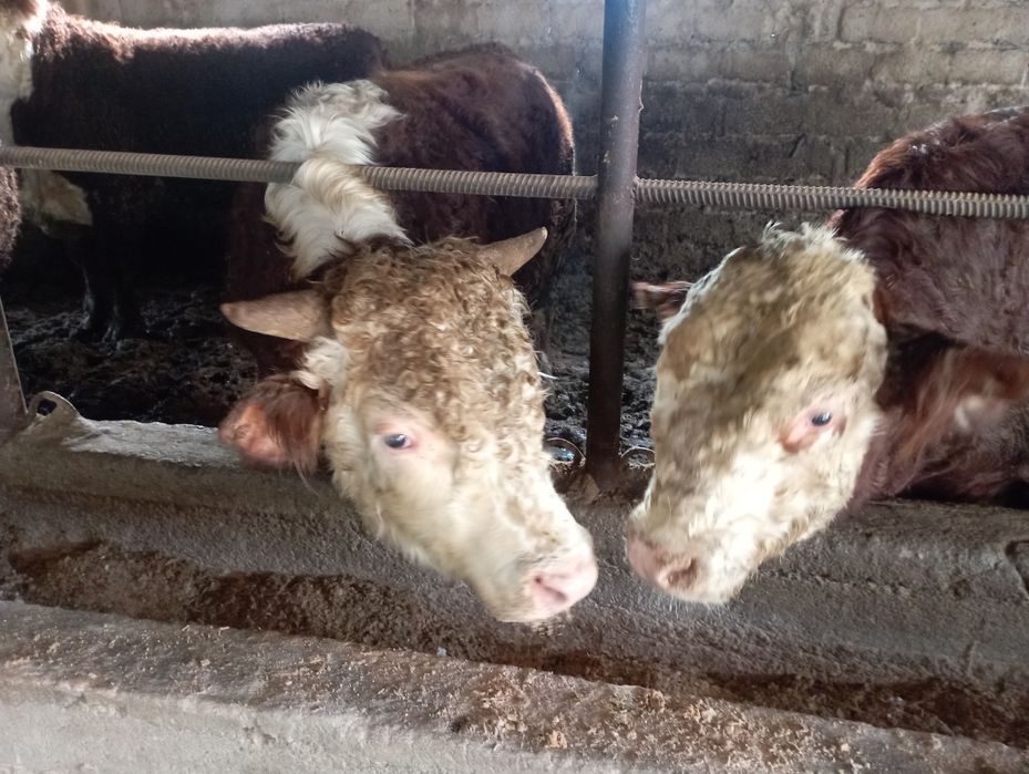 Букалар сотилади