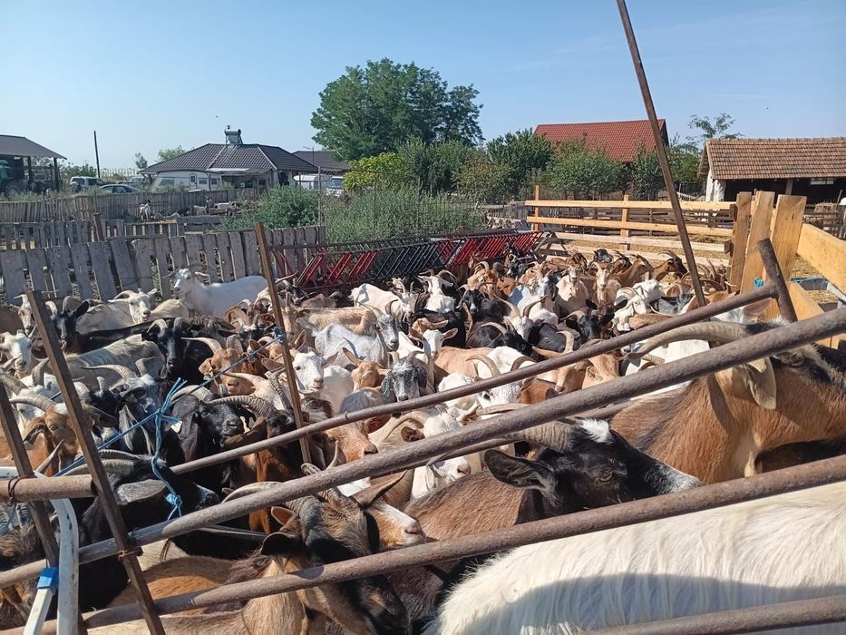 Vând 50 de capre pe ales din 100