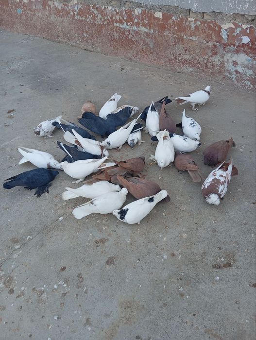 Каптарла сотилади срочно!!