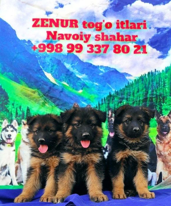 Sotiladi toza qon nemis ovcharkasi ayiq kalla