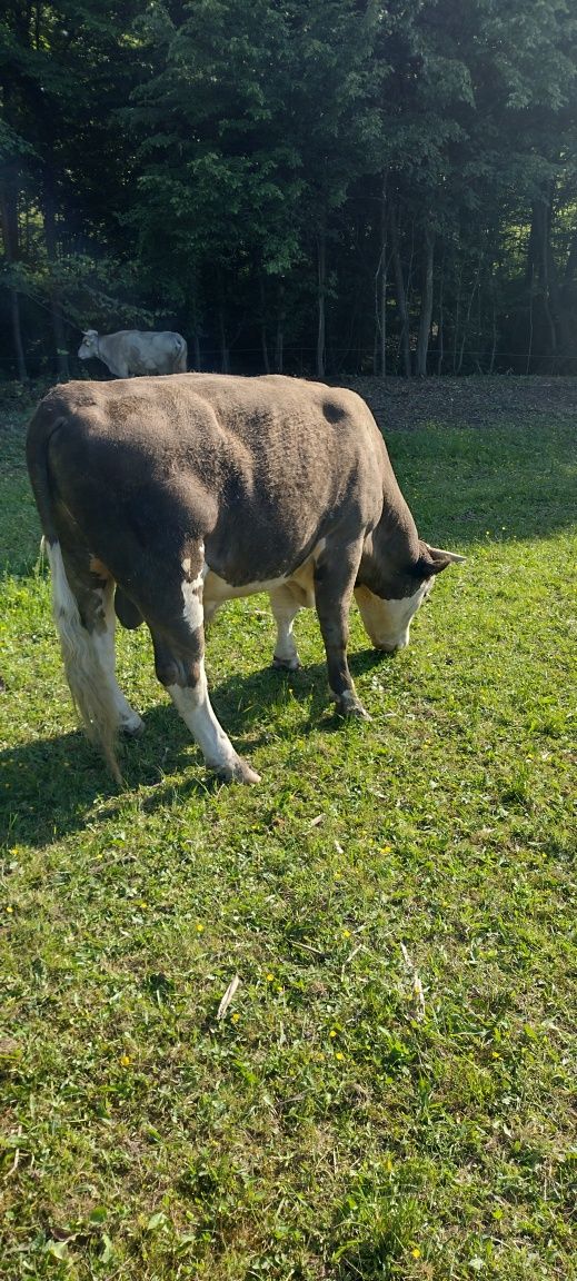 Taur de vânzare are 1 an și 8 luni