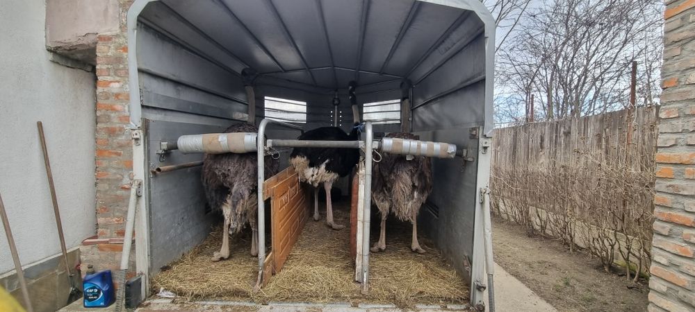 Remorca de aluminiu transport 3 cai Raritate roti pe 10 germania