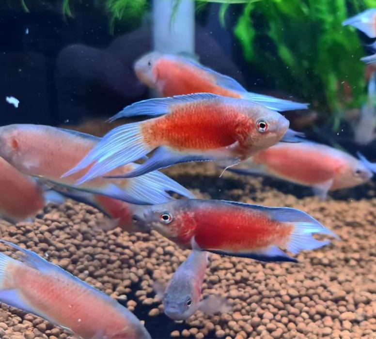 Макропод красный