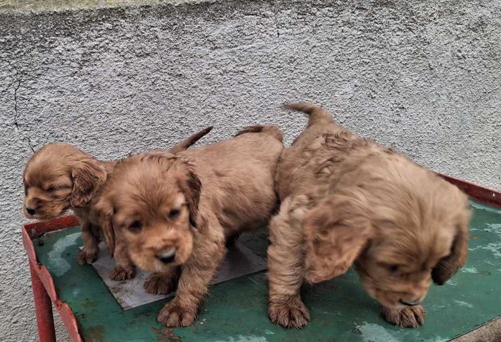 Английски кокер шпаньол куценца чистокръвни