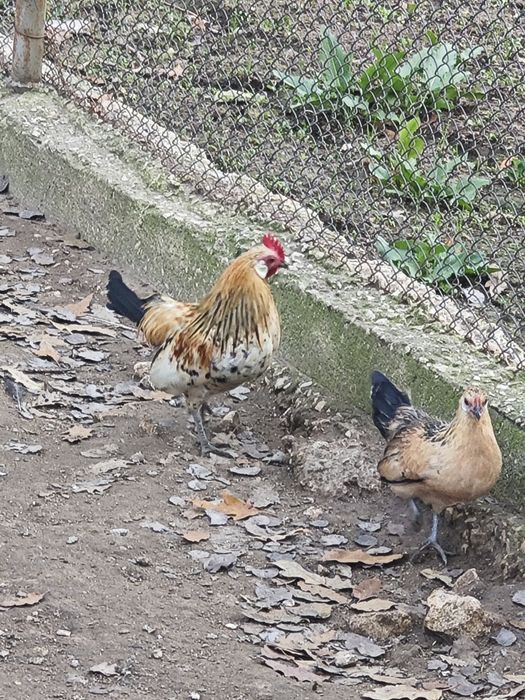 Фазани,токачки,японки,мускусни неми патици