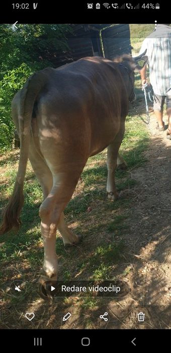 Bruna de maramures,de doi ani  la prima fatare gestanta in  6 luni.