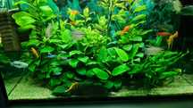 Plante acvariu - Anubias