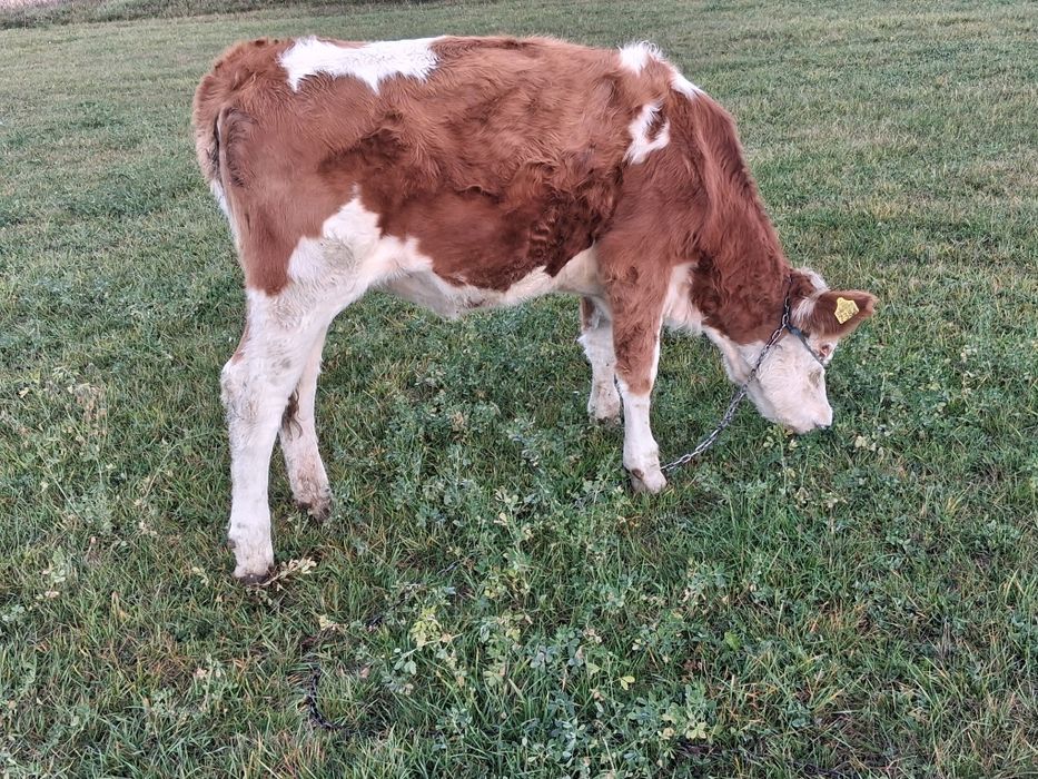 Vitea baltata românească