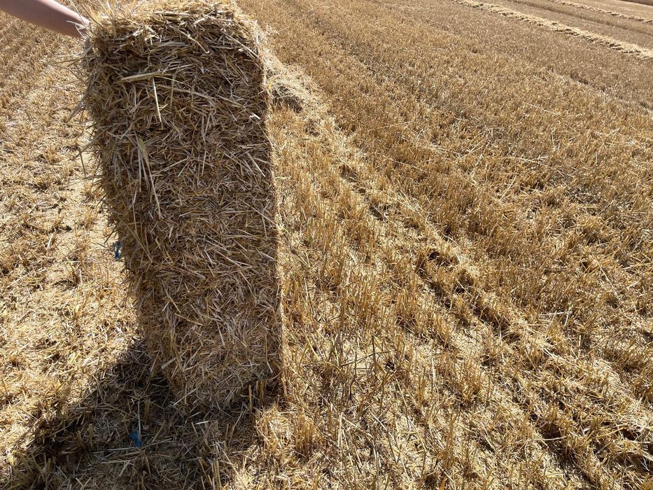 Baloți de paie  de grâu
