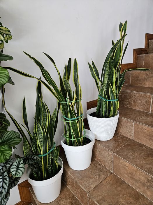 Продам сансиеверию