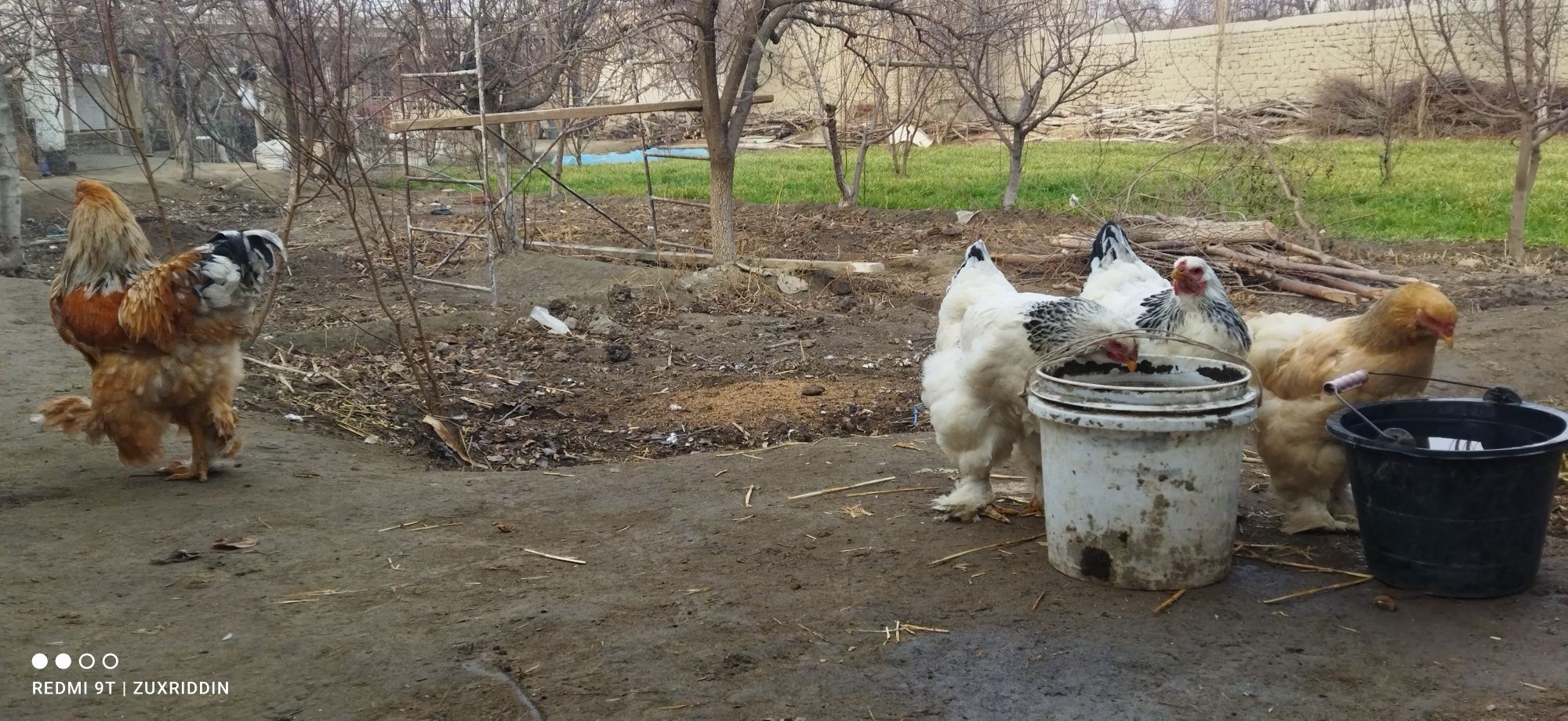 Svetli pop toza zoti 2 ta Gigant amur pop xoʻrozi va makiyoni sotiladi