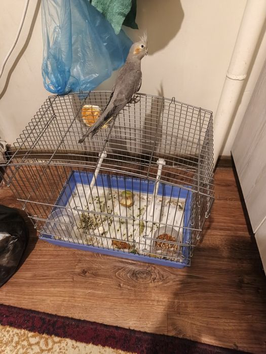 Korella sotiladi qafasi bilan 1 шт