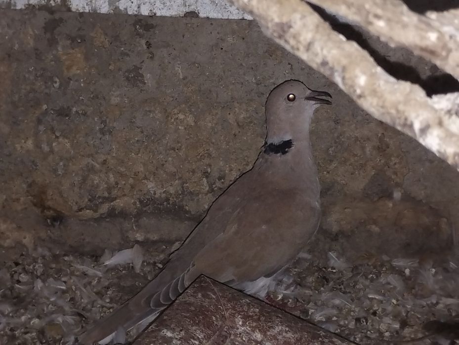 Кускумрийки гугутки, гълаби, и декоративни петлета.