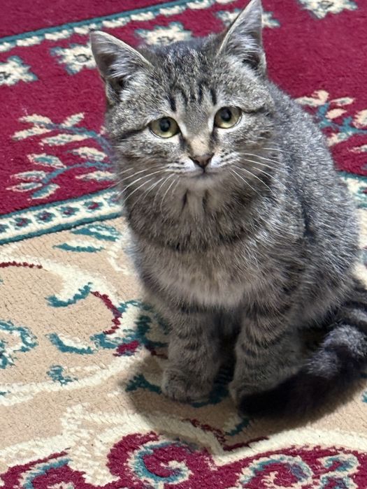 Отдам котёнка, девочка