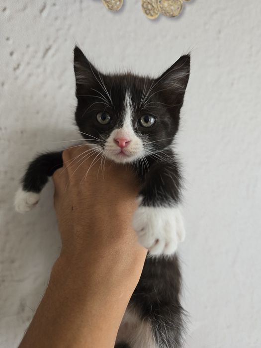 Отдам красивых котят в добрые руки