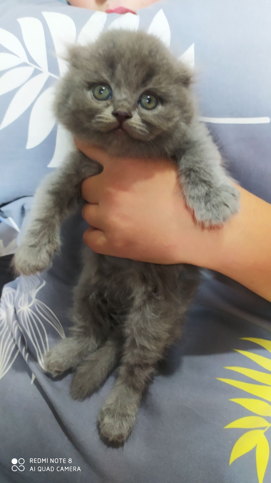 Шотландские Вислоухие котята Фолд