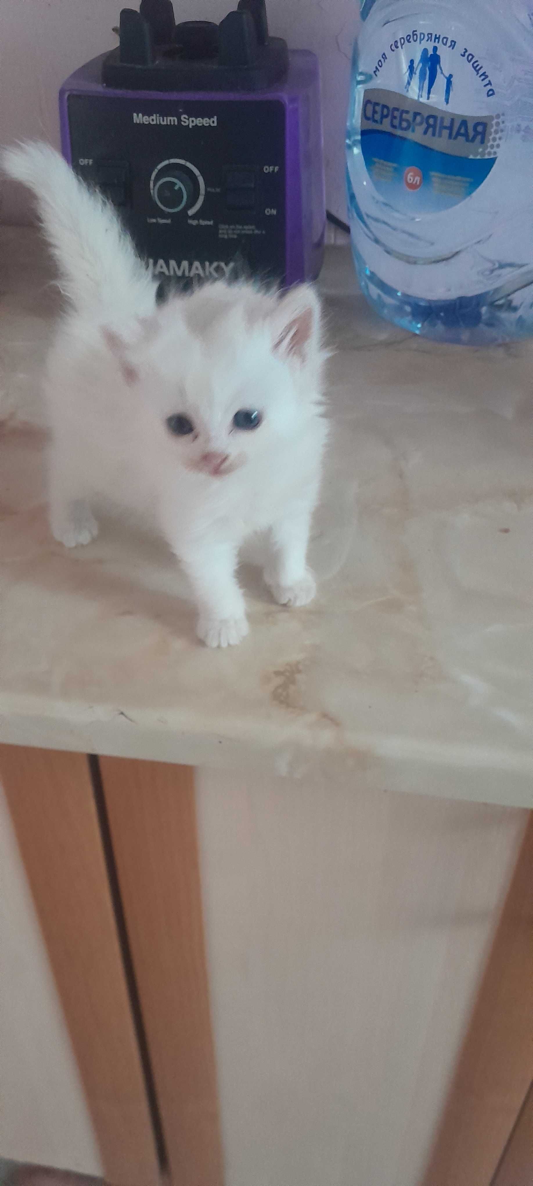 Кошечка. Девочка.