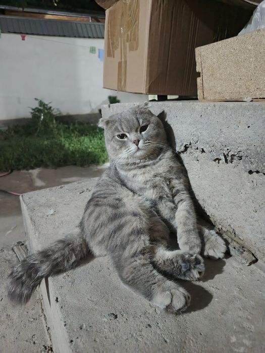 Scottish Fold mushuk sotiladi.