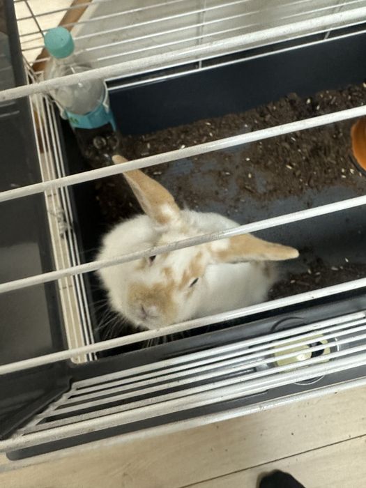 Отдам кролика в хорошие руки