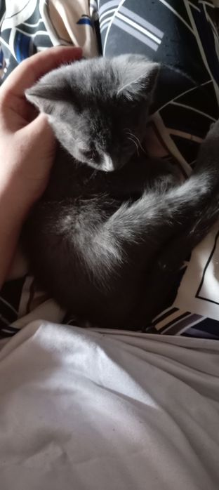 Киз, яхши колларга бераман