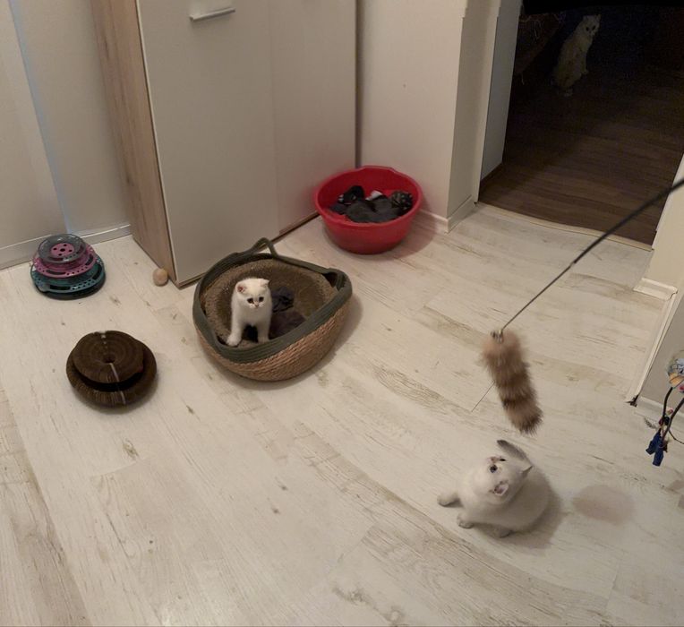 Късокосместа британка BRY