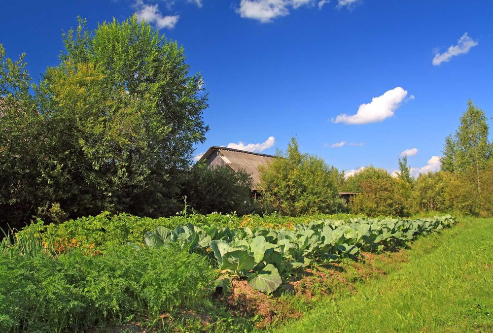 Gradina 450 metrii patrati (pentru legume si fructe bio)