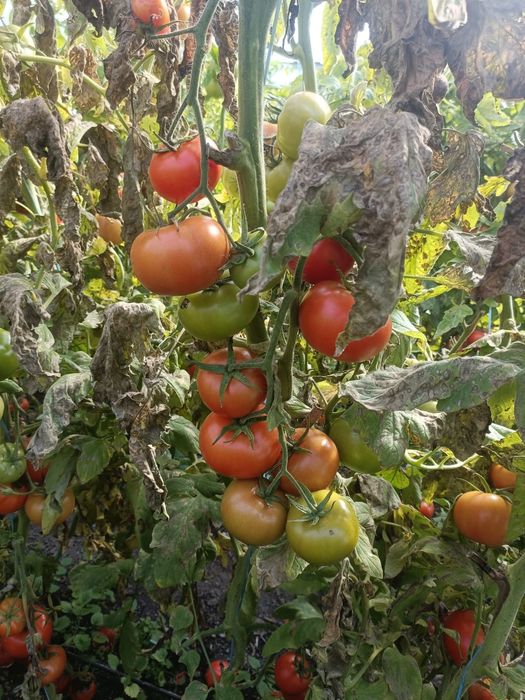 Rosii bio de vanzare