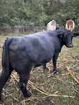 Vaca angus de vanzare