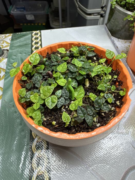 Продам фикус Пумила!