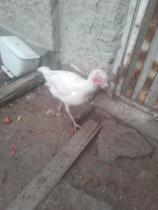 Индюк курка хурозлари