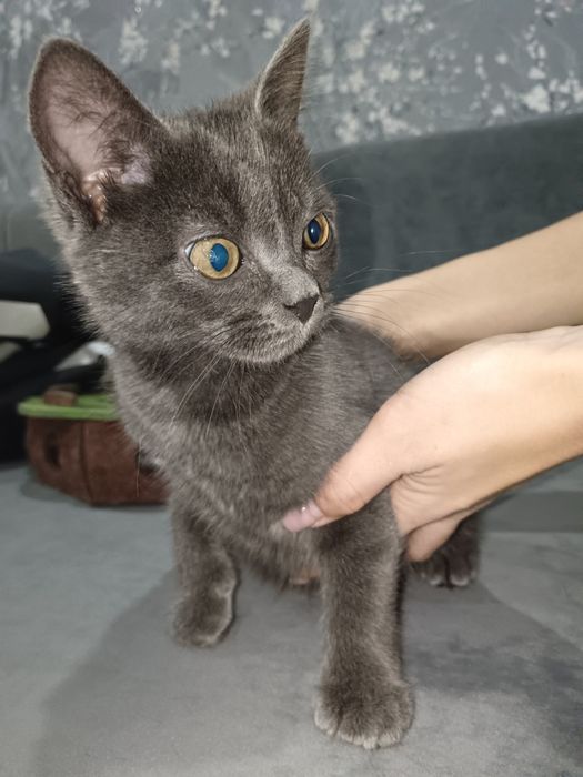 Отдам в добрые руки мальчика