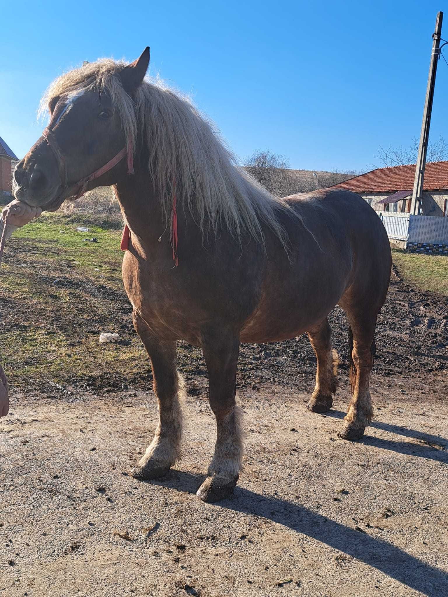 Vand iapa de 4 ani