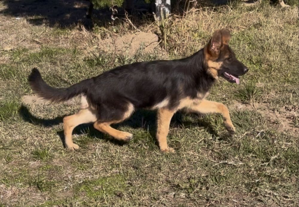 Femela ciobanesc german par scurt cu pedigree