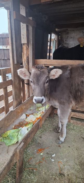 Телочка Алатауская