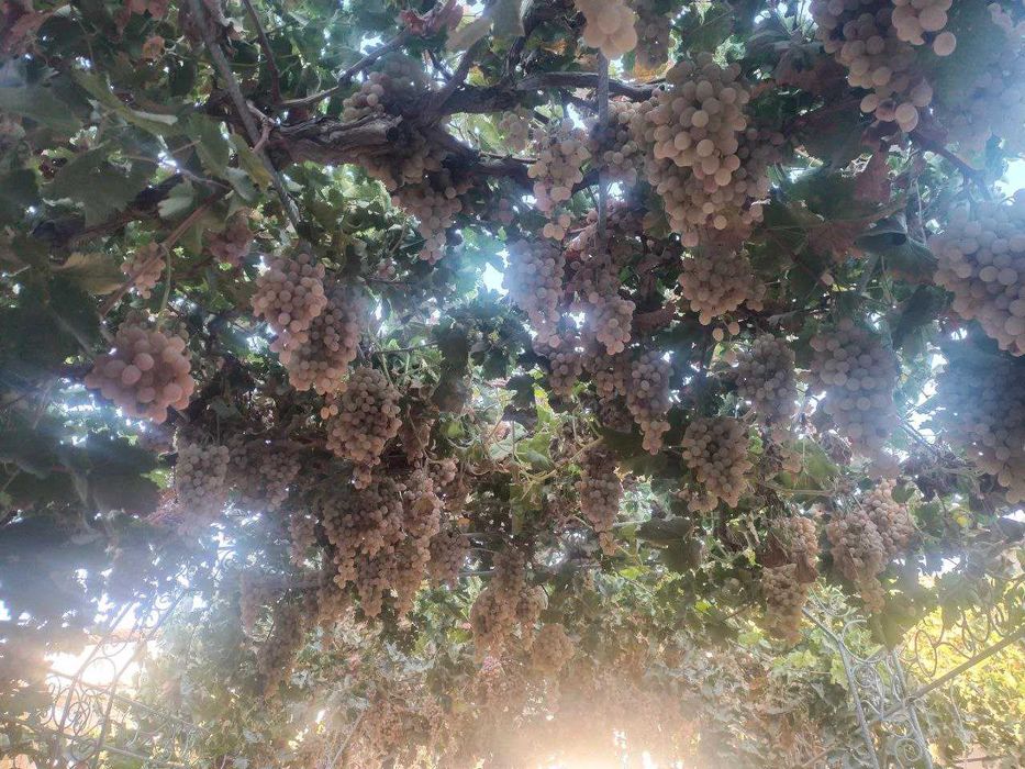 Toyfi Uzum sotiladi.