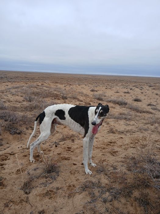 Хортый сатылады.