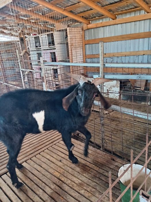 Vând țap Anglo nubian și Alpin Francez și iezi Alpin Francez