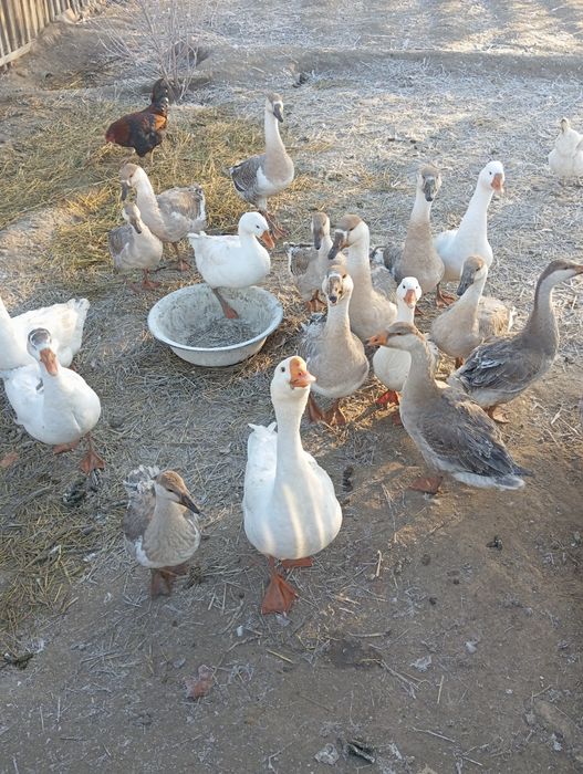 Продам гусей.         .