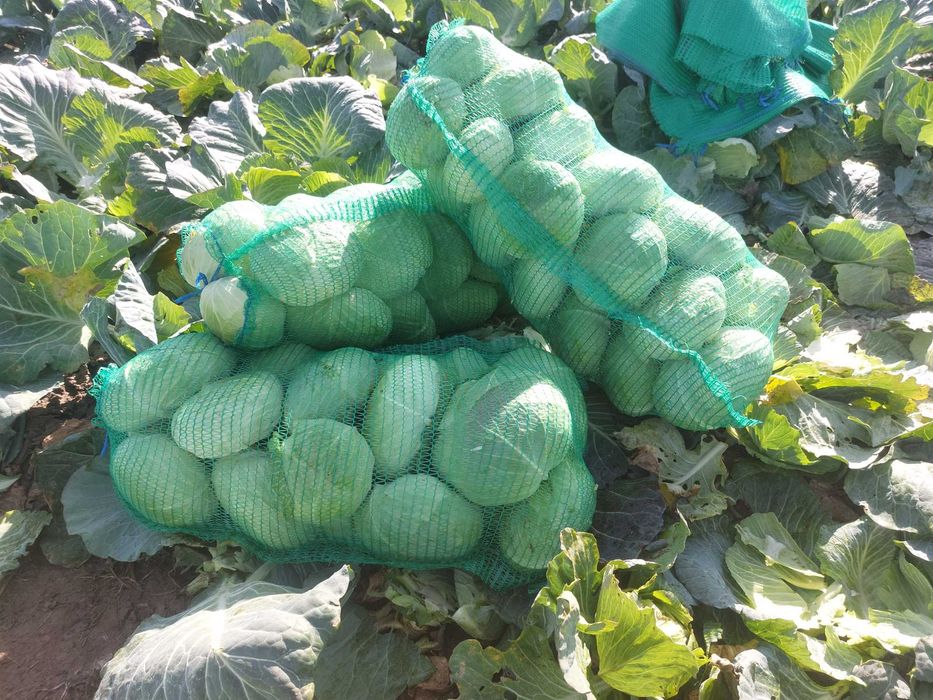 Varza de toamna soiul Autumn king.