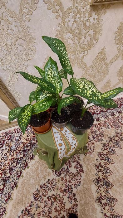 Диффенбахия,Продаю.