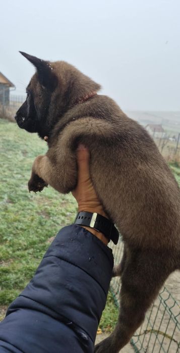 Ciobanesc belgian malinois Mascul PEDIGREE