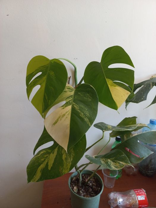 Monstera yellov sotuvda