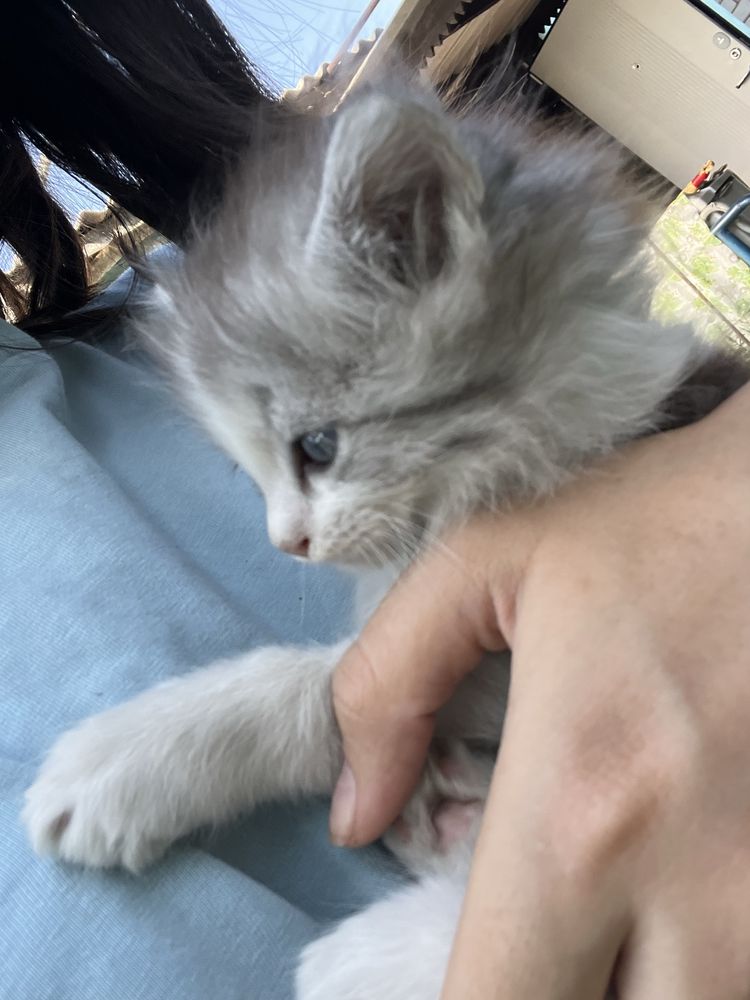 Котенок пушистый девочка