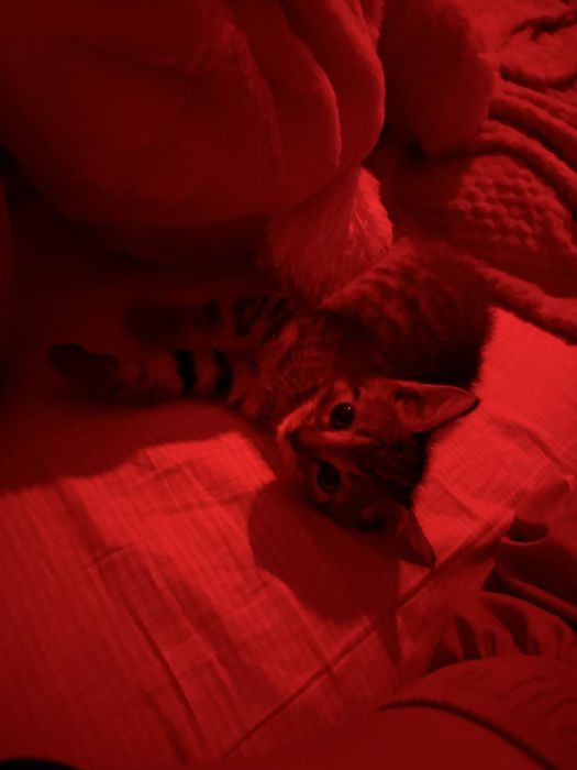 Pet sitter . Plimb caini .cazare caini/ pisici