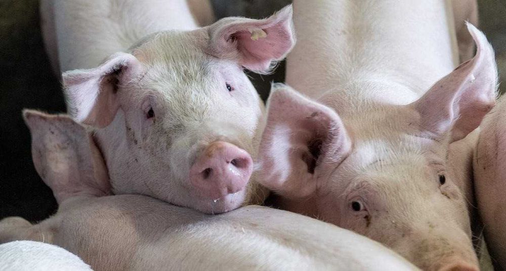 Натурално хранени прасета – домашно стопанство, топ качество месо