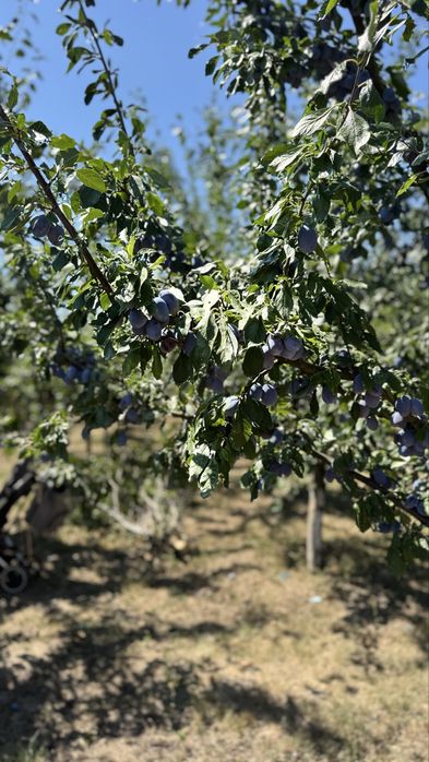 Vând prune Stanley - 7 lei/kg