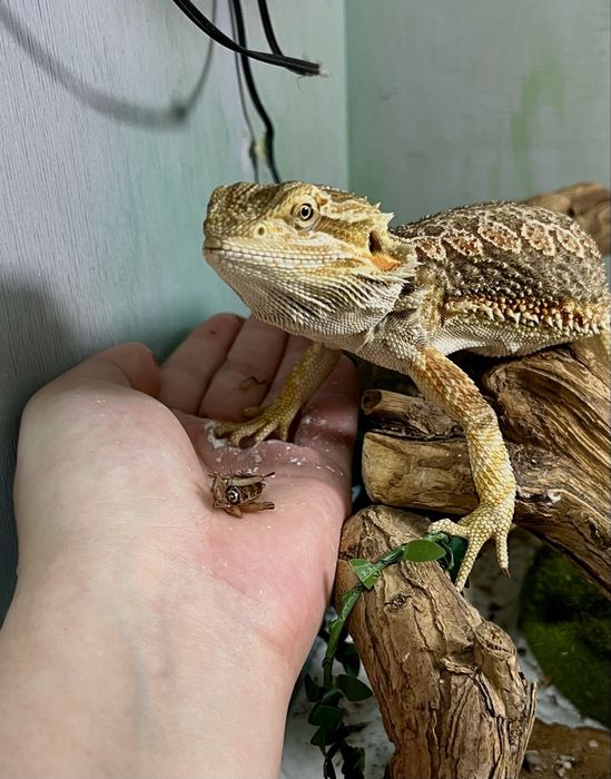 Бородатая агама