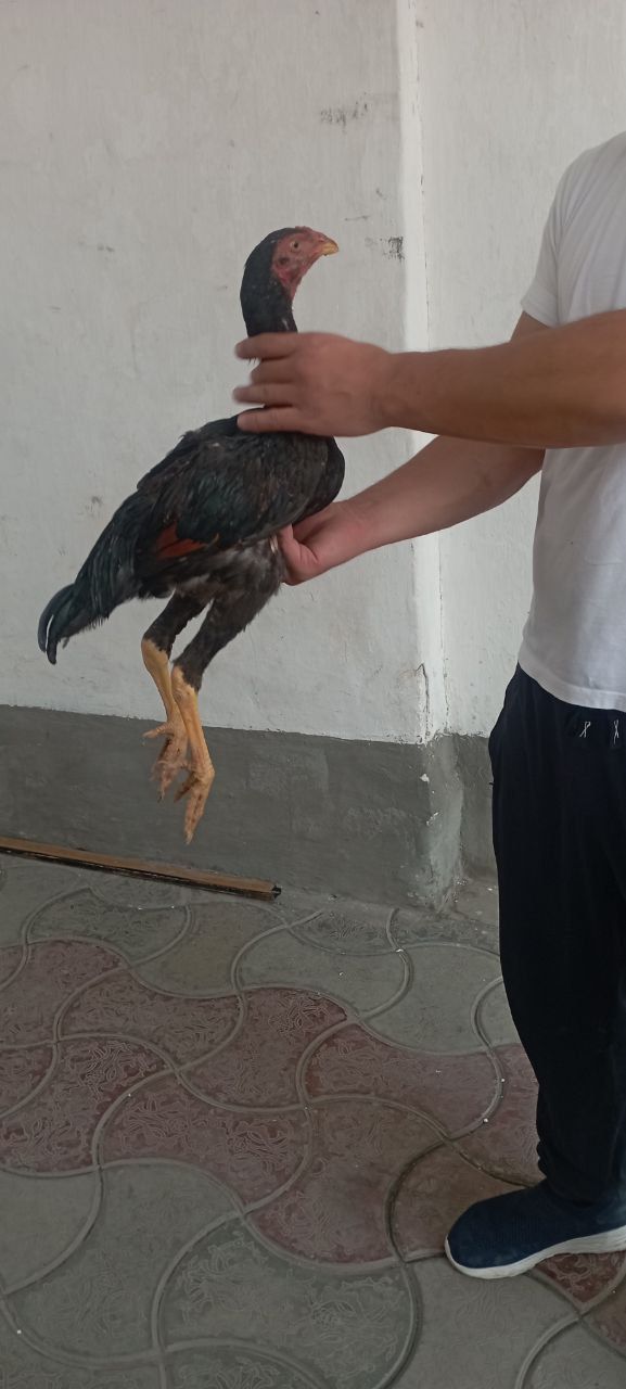 Dakan joja soglom yaxwi zot