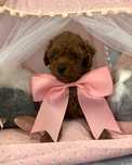 Пудел той Poodle toy с родословие елитна кръвна линия
