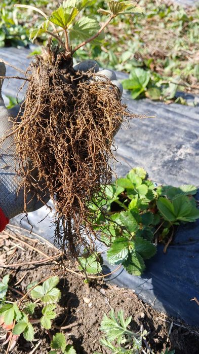 Разсад ягоди холадски и италянски